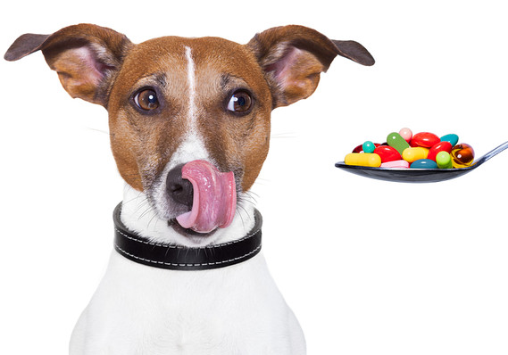 Can you donate unused pet medication BCP Blog