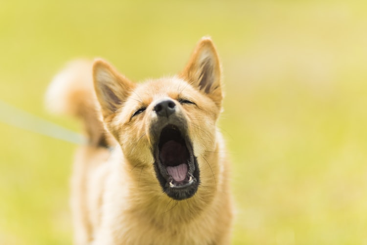 how to train a dog to stop barking