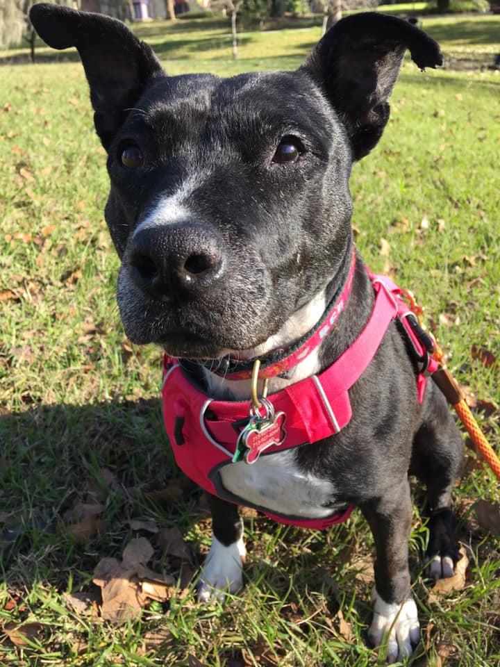 testimonials-bcp-veterinary-pharmacy
