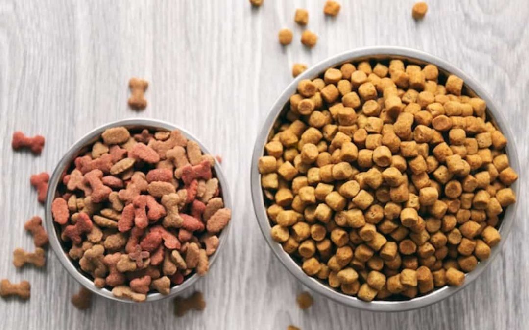 whats the best brand of dog food