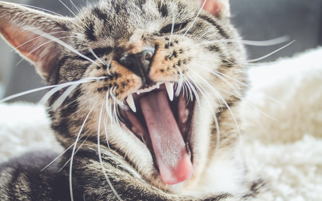 Cat Dental Health