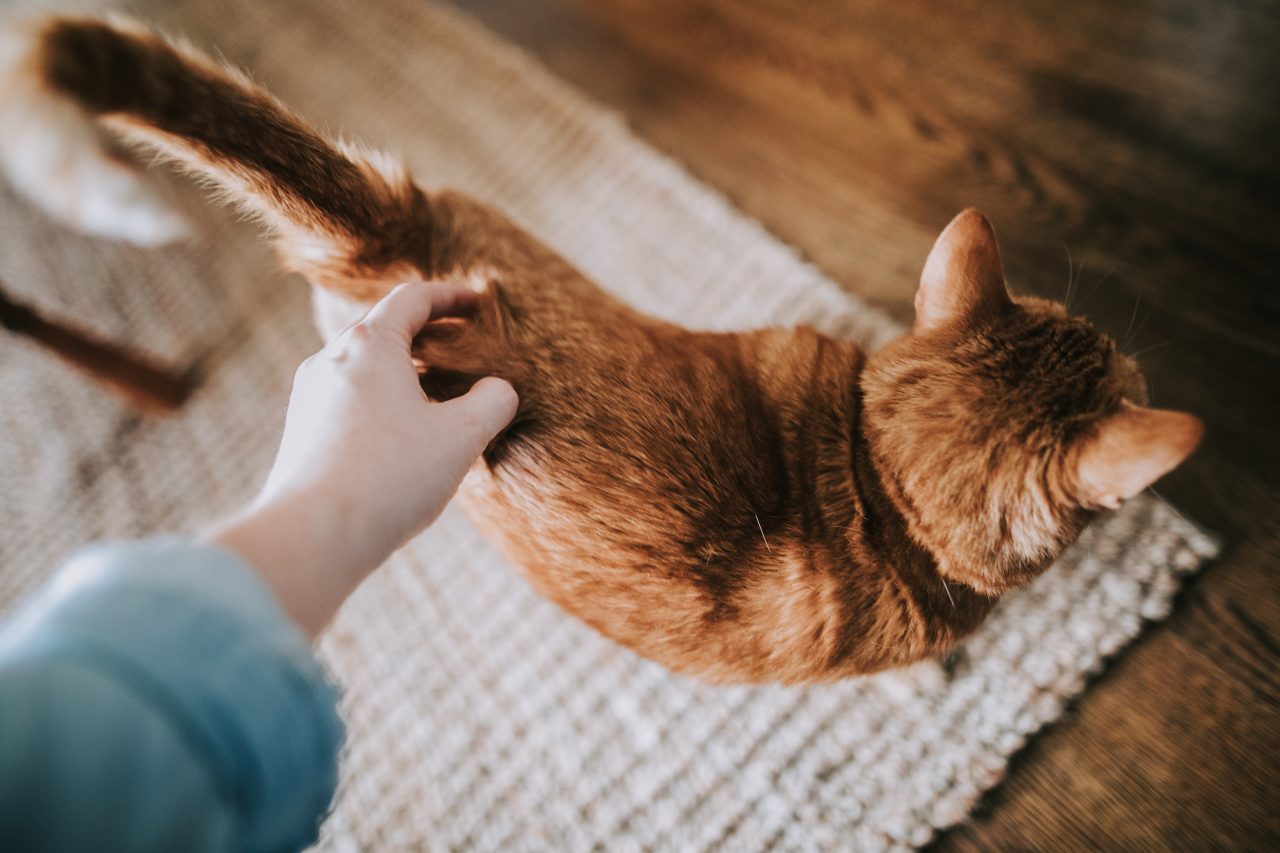 5 Signs Your Cat Is In Pain - BCP Veterinary Pharmacy